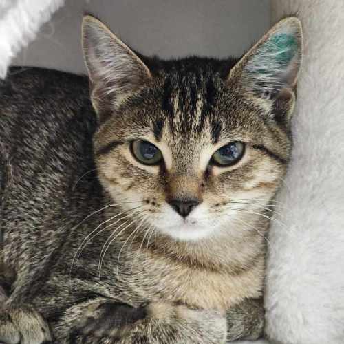 🍧 Crackle 5788 🍧