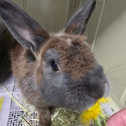 Pecan- Meet me at PETstock Double Bay