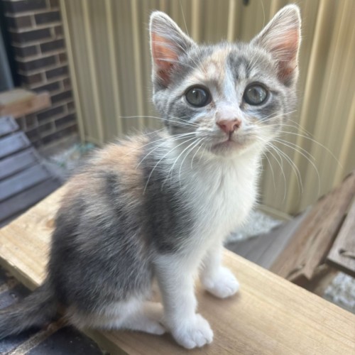 No photo for Bo Peep & Jessie