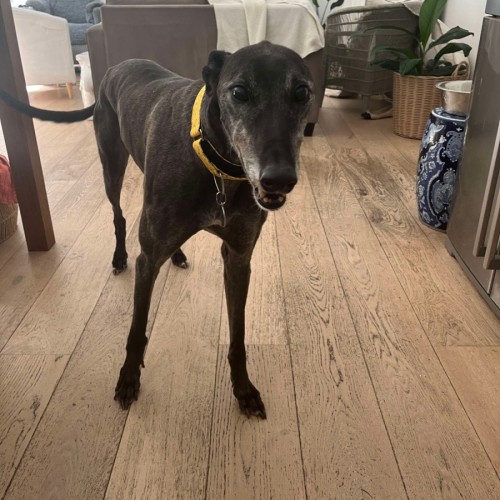 Danny, the greyhound 