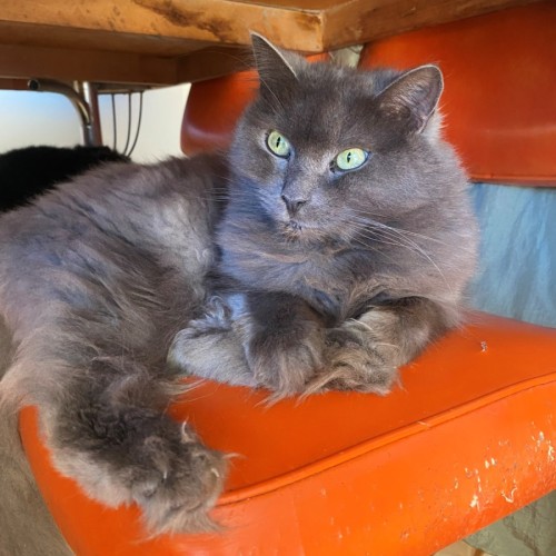 Portia