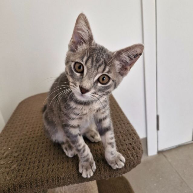 Photo of C1285 Twinkle 