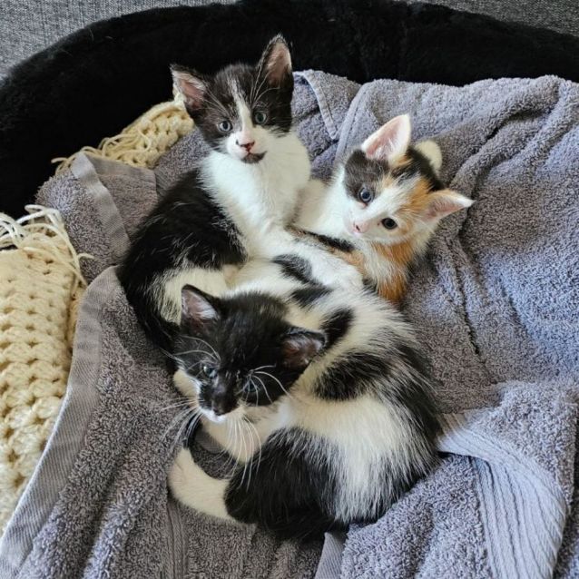 Photo of Aria **2nd Chance Cat Rescue**