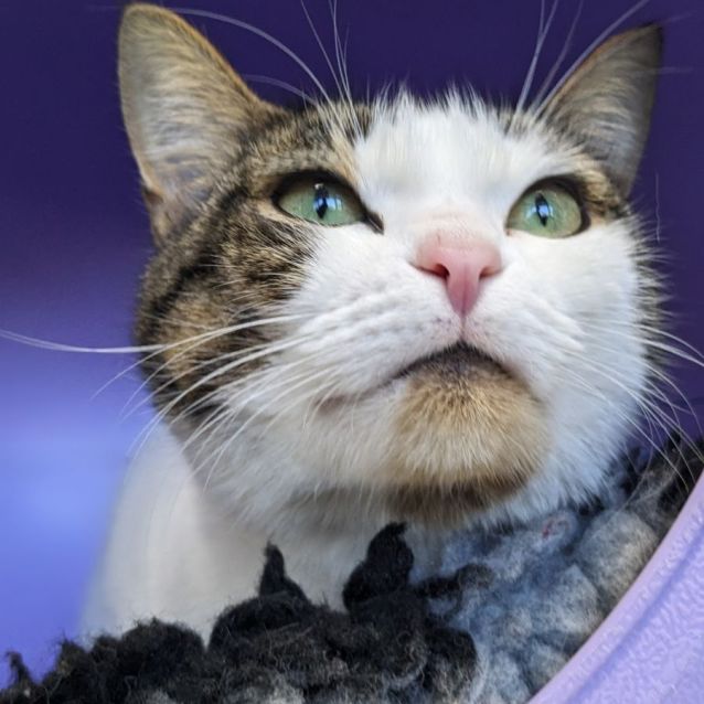 Photo of 🍸 Havana 5061 🍸