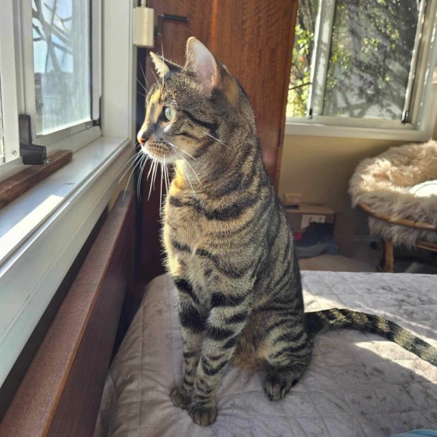 Photo of 🤎 Ziggy 🤎