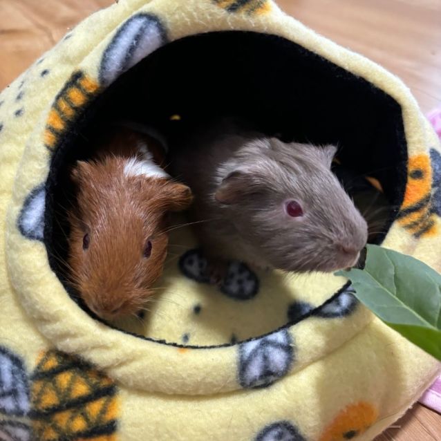 Photo of Cedar & Jupiter (Located In Coburg)