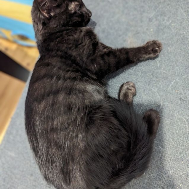 Photo of Toothless *9 Lives Project Rescue*