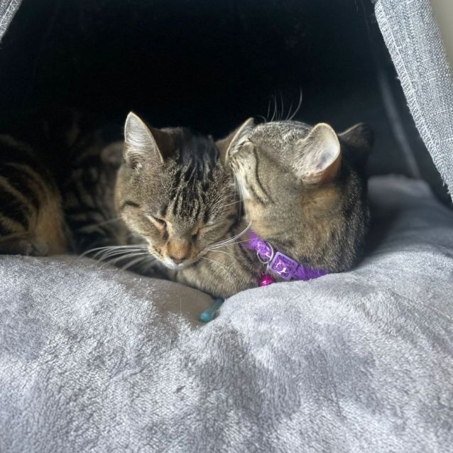 Photo of Pixie And Pretzel