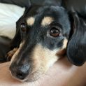 Photo of Ruby ❤️ Mini Dachshund (Trial 4/11/23)