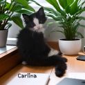 Photo of Carlina