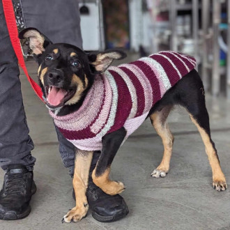 Medium Male Kelpie Mix Dog