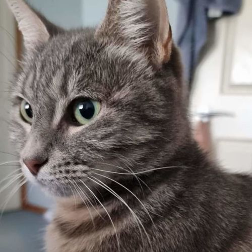 Freya