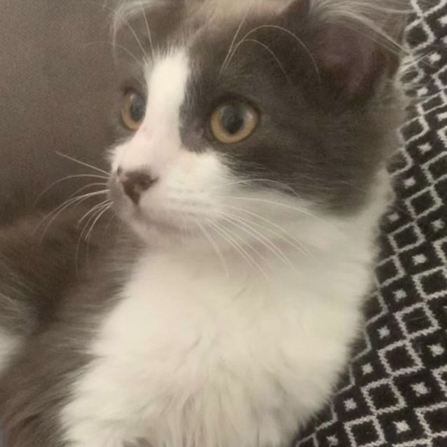 Photo of Spot