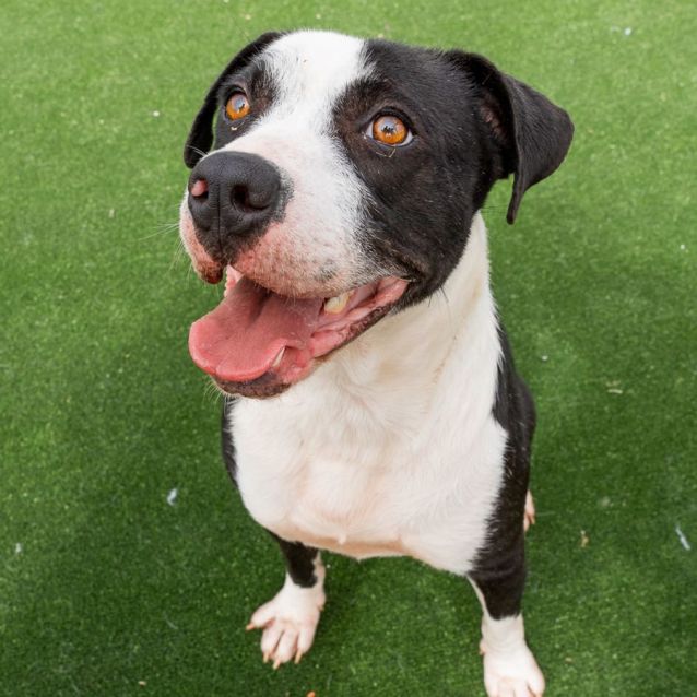 Photo of Maxwell Imp 1853