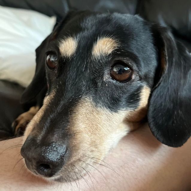Photo of Ruby ❤️ Mini Dachshund (Trial 4/11/23)