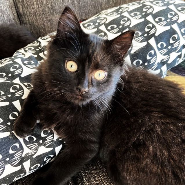 Photo of Bibi ^^Dandy Cat Rescue^^