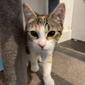 Photo of Clover 