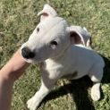 Photo of Patch