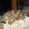 Photo of Clara **2nd Chance Cat Rescue**