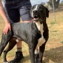 Photo of Diesel