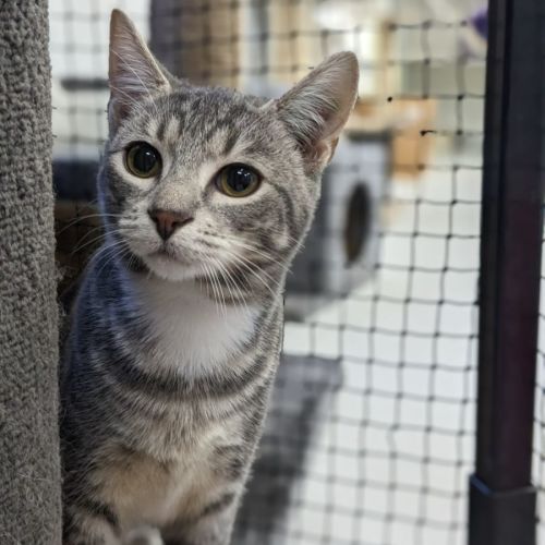 🐾 Mason F02780 🐾