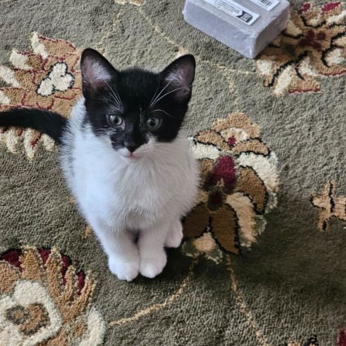 Fiorella **2nd Chance Cat Rescue**