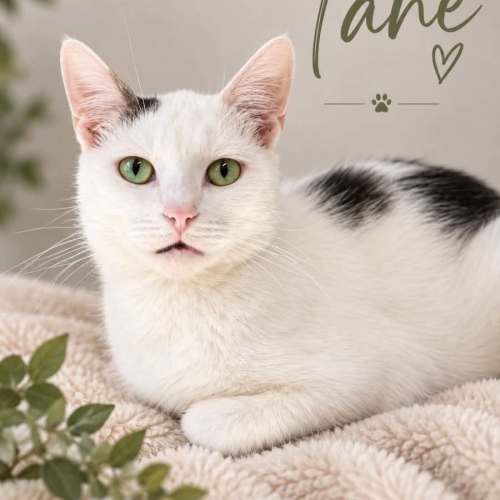 Tane