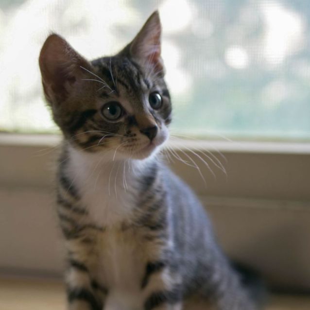 Photo of Wrathion
