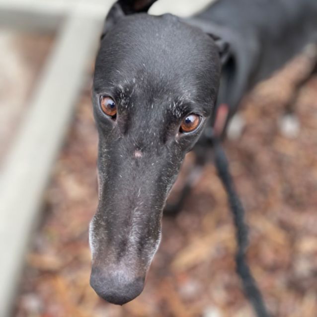 Photo of Annie