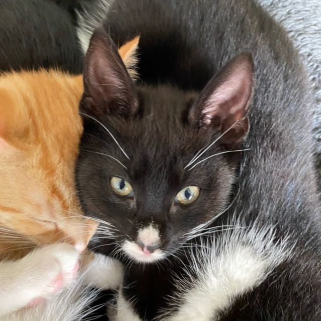 Photo of Ilse   Bonded With Helga