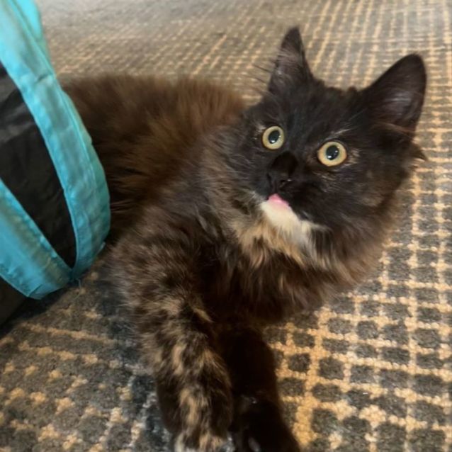 Photo of Heavenly Hazel 