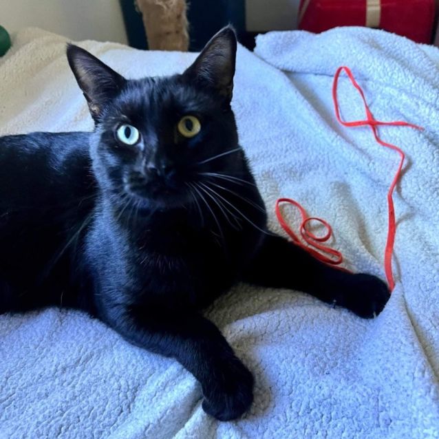 Photo of Phantom