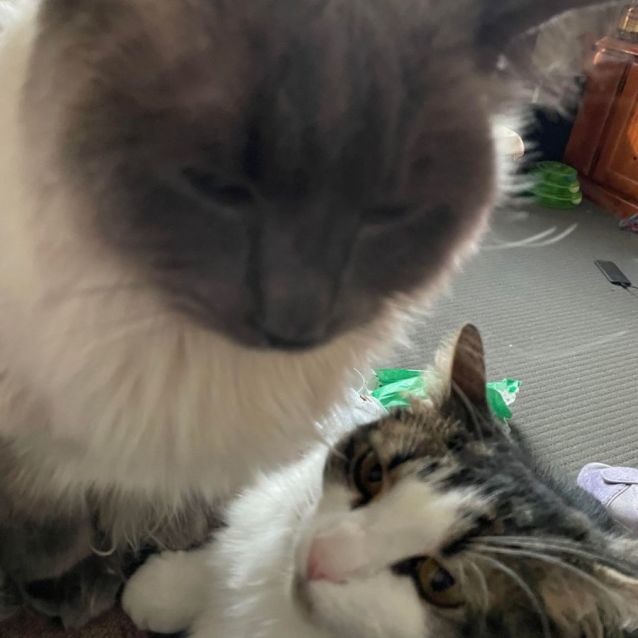 Photo of Frankie And Sassy