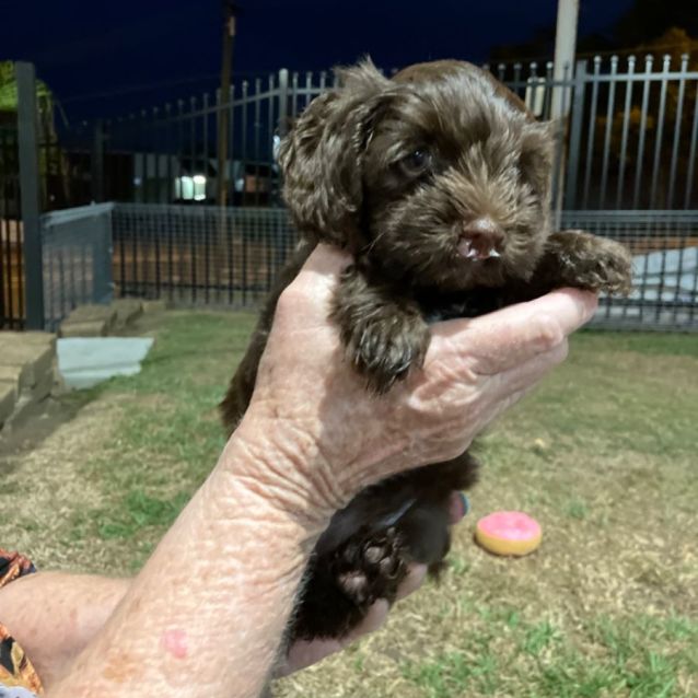 Photo of Wiggles