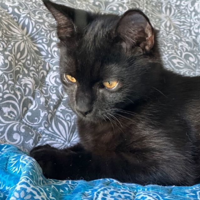 Photo of Kahn 🐈‍⬛🐾