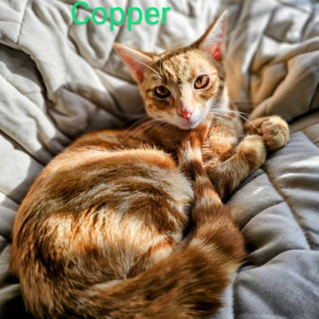 Photo of Copper Meet Me@Petstock Keysborough Store