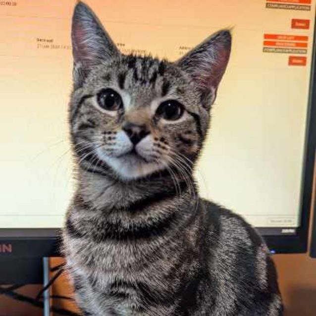 Photo of Paw Paw**2nd Chance Cat Rescue**