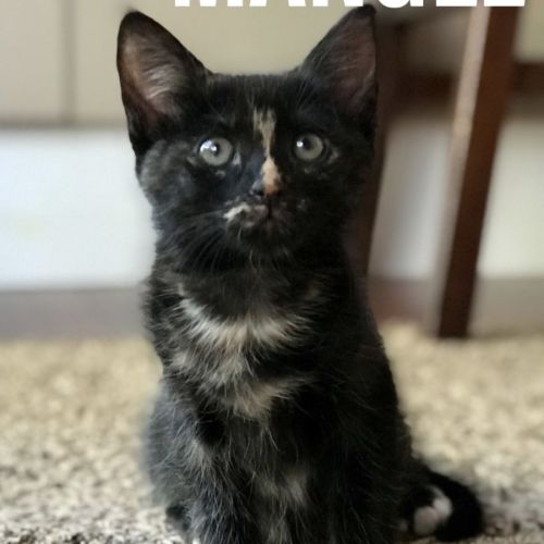 Mangle ** 2nd Chance Cat Rescue** 