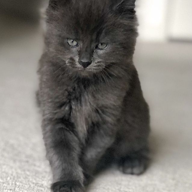Photo of Smokie **2nd Chance Cat Rescue**