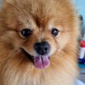 Photo of Albie 🏆 Pomeranian (On Trial 15/8/23)