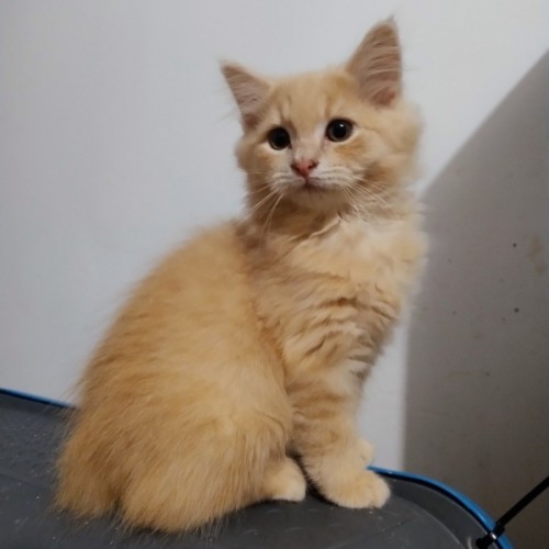 No photo for Huxley