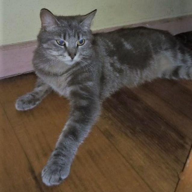 Photo of Helga ^^Dandy Cat Rescue^^