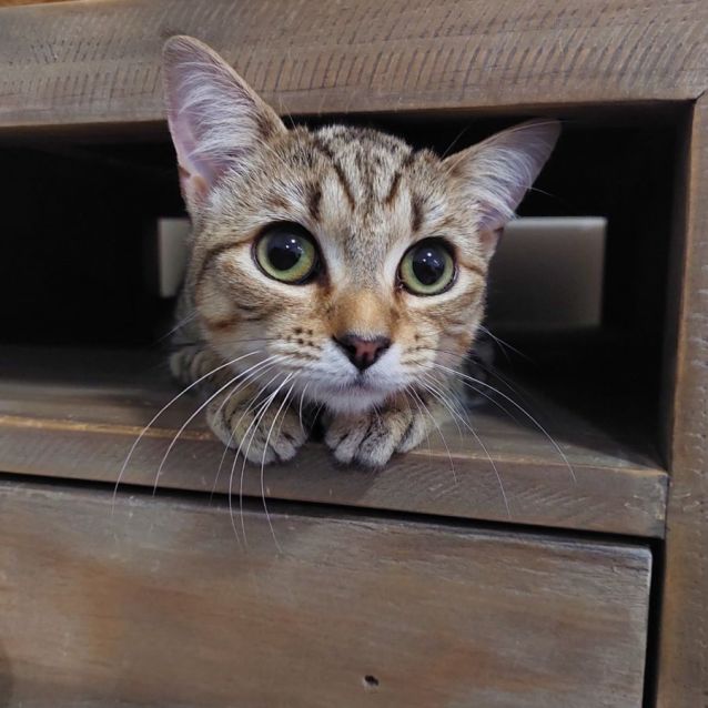 Photo of Leia ^^Dandy Cat Rescue^^