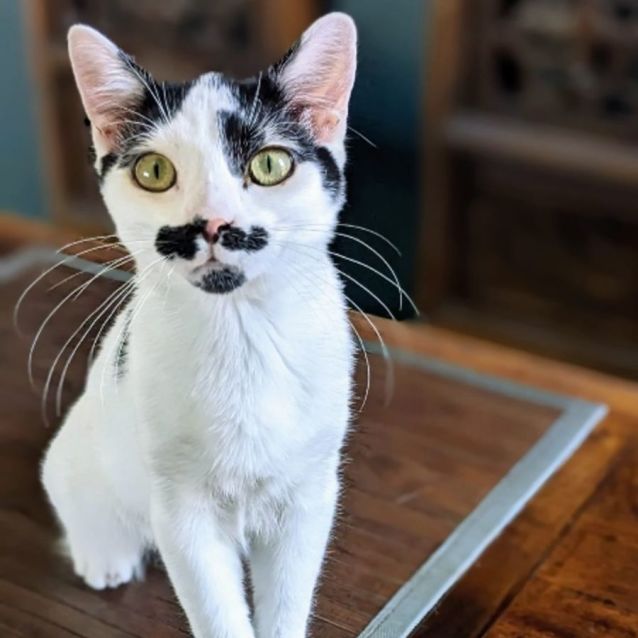 Photo of Monsieur Hector And Senor Hugo