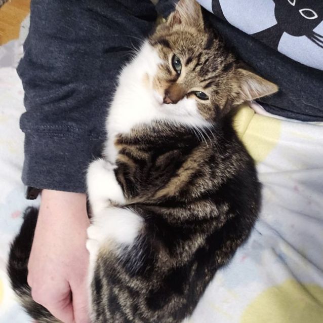 Photo of Merlot ^^Dandy Cat Rescue^^