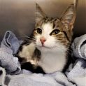 Photo of Giselle ^Dandy Cat Rescue^