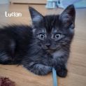 Photo of Lucian ^Dandy Cat Rescue^