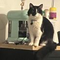 Photo of Peanut