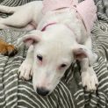 Photo of Lacy