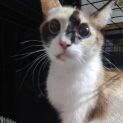 Photo of Dot